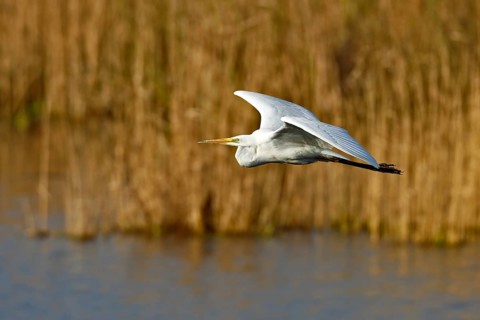 Great White Egret (Ardea alba) in flight over the water in front of a reed edge in the morning