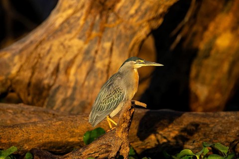 Mongrove Heron (Butorides striatus) Pantanal Brazil