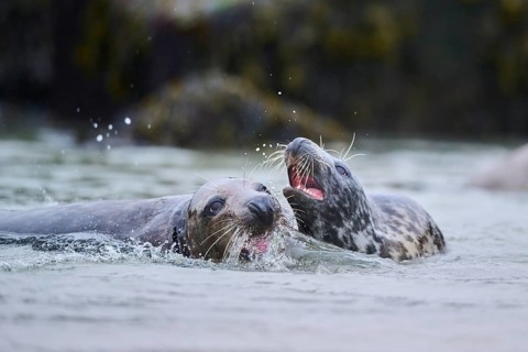 Grey seal (Halichoerus grypus) playing with each other in the water, sea, Düne, Helgoland,