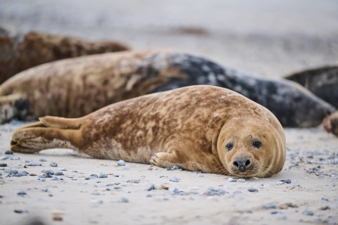 Grey seal (Halichoerus grypus) lying on the beach, Düne, Helgoland, Schleswig-Holstein, Germany,