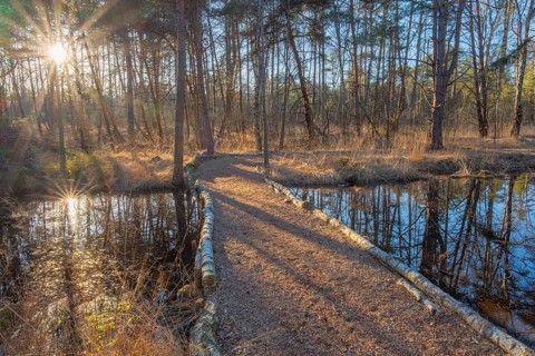 View of a backlit path in the moor adventure trail, Sonnenstrahl, Otternhagener Moor, Resse,