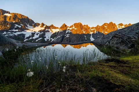 Rocky mountain peaks with reflection, small pond with cotton grass in moor landscape at Trollfjord