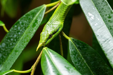 Rhinoceros ratsnake (Gonyosoma boulengeri) portrait, in a tree, captive, Germany, Europe
