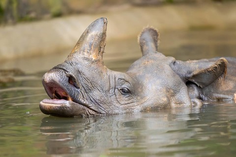 Square-lipped rhinoceros (Ceratotherium simum) swimming in the water, captive, Bavaria, Germany,