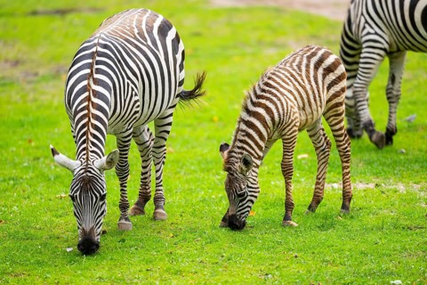 Plains zebra (Equus quagga) mother and foal standing on a meadow, Germany, Europe