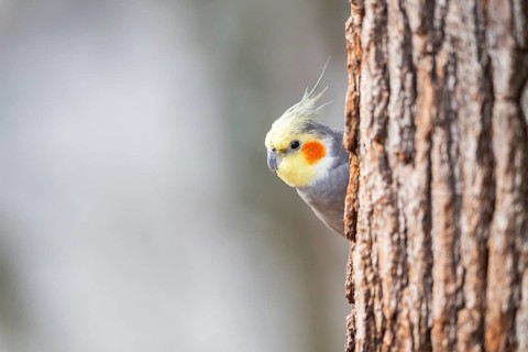 Cockatiel (Nymphicus hollandicus) sitting on a tree trunk, Bavaria, Germany, Europe
