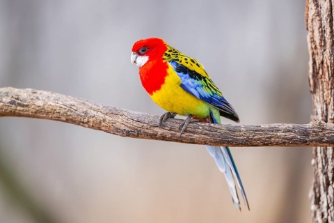 Eastern rosella (Platycercus eximius) sitting on a branch, Bavaria, Germany, Europe