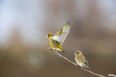 Greenfinch (Carduelis chöloris) Germany