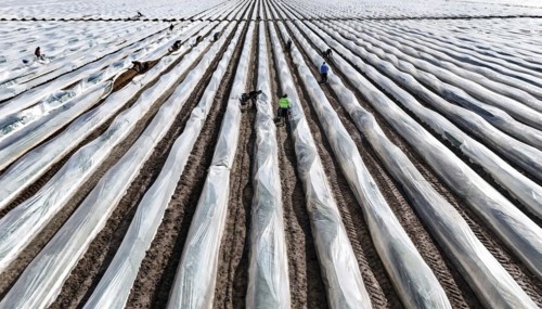 The first asparagus is harvested from a foil-covered asparagus field, Beelitz, 26/03/2024