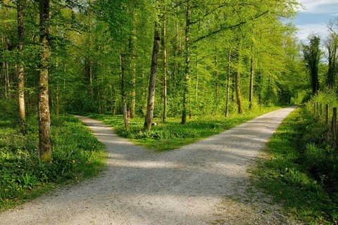 Forest road crossing in the canton of Thurgau, Switzerland, Europe