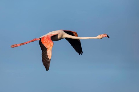 Greater flamingo (Phoenicopterus roseus), flight photo, side view, East Khawr / Khawr Ad Dahariz,