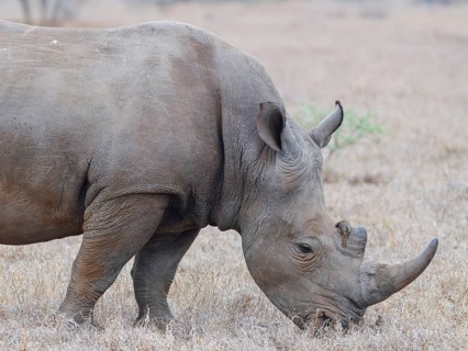 Southern white rhinoceros (Ceratotherium simum simum), adult male feeding on dry grass, with