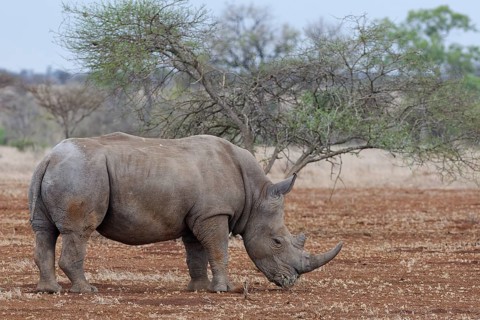 Southern white rhinoceros (Ceratotherium simum simum), adult male feeding on grass, foraging in dry