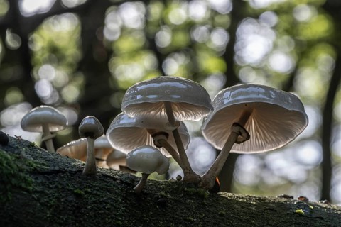 Ringed beech slime moulds (Oudemansiella mucida), Emsland, Lower Saxony, Germany, Europe