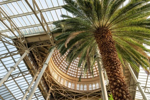 Central hall with dome, palm garden, Ny Carlsberg Glyptotek or New Carlsberg Glyptothek, art museum