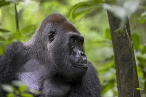 Western lowland gorilla (Gorilla gorilla gorilla), male, silverback, Baï-Hokou, Dzanga-Ndoki