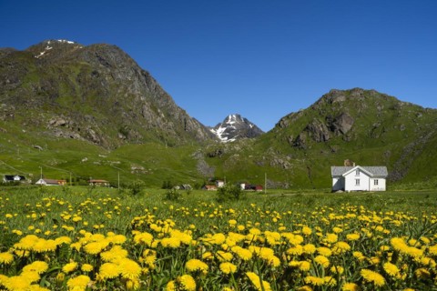 The houses of Haukland Beach, with Mount Himmeltindan on the left. In the foreground a meadow with