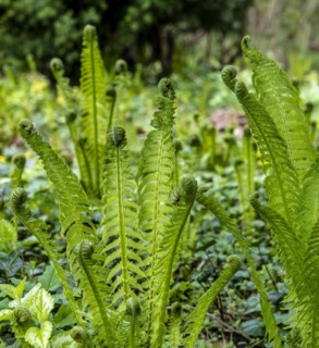 Vascular spore plant, fern in the forest, Berlin, Germany, Europe
