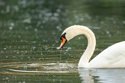 Mute swan (Cygnus olor), Rosensteinpark, Stuttgart, Baden-Württemberg, Germany, Europe