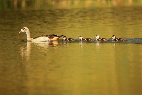 Egyptian goose (Alopochen aegyptiaca) with young on the water, Allgäu, Bavaria, Germany, Allgäu,
