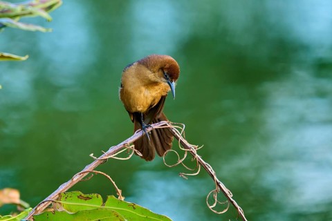 Grackle (Quiscalus quiscula), female sitting on a branch, spring, Wakodahatchee Wetlands, Delray