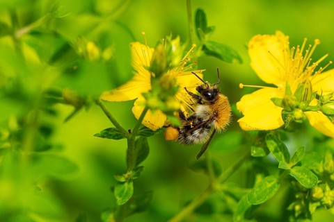 Honey bee (Apis) sitting on a yellow flower of Common St John's wort (Hypericum perforatum) in a