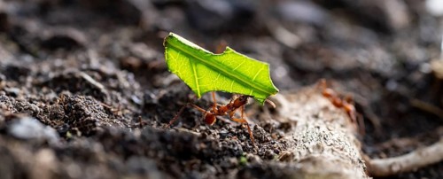 Leafcutter ants carrying leaves, ant trail, Tortuguero National Park, Costa Rica, Central America