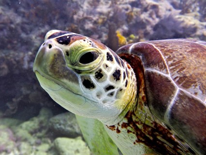 Close-up of a Hawksbill sea turtle (Eretmochelys imbricata imbricata) showing its distinctive