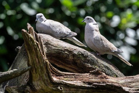 Eurasian collared doves (Streptopelia decaocto), Emsland, Lower Saxony, Germany, Europe