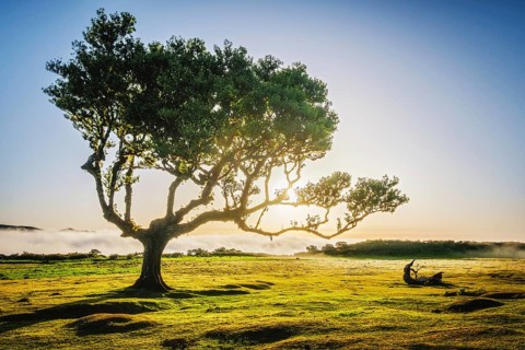 Centuries-old til trees in fantastic magical idyllic Fanal Laurisilva forest on sunset. Madeira