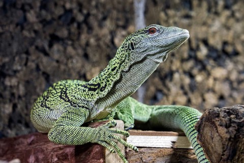 Reisinger's tree monitor (Varanus reisingeri), captive, Germany, Europe