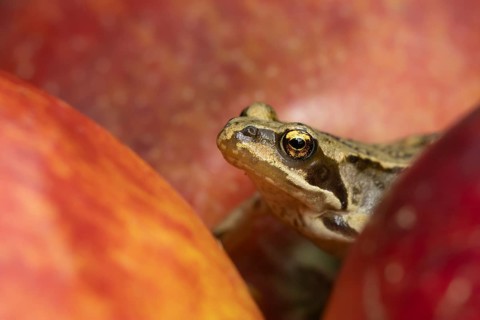 Common frog (Rana temporaria) adult amphibian climbing on a fallen apple fruit on a garden lawn in