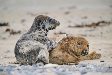 Grey seal (Halichoerus grypus) playing with each other on the beach, Düne, Helgoland,