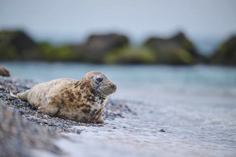 Grey seal (Halichoerus grypus) on the beach on the edge of the water with the sea in the