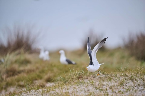 Yellow-legged gull (Larus michahellis) starts flying from the grass at sunset, Düne, Helgoland,