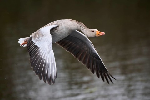Graylag goose (Anser anser) strats flying from the water, Düne, Helgoland, Schleswig-Holstein,