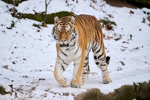 Siberian tiger (Panthera tigris altaica) walking in the snow in winter, captive, Germany, Europe