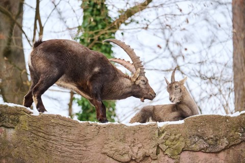 Alpine ibex (Capra ibex) male and female on a rock in winter, snow, Bavaria, Germany, Europe