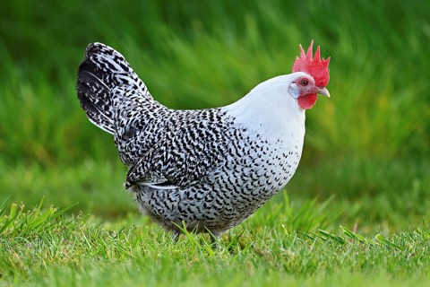 East Frisian Gull standing in a meadow, chicken breed with good utilisation characteristics, Texel,