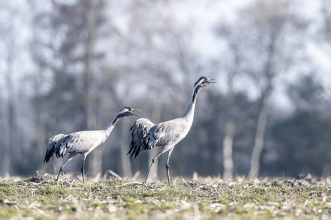 Cranes (Grus grus), Emsland, Lower Saxony, Germany, Europe