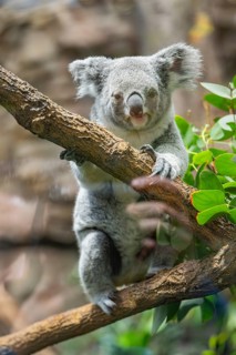 Koala (Phascolarctos cinereus) sitting on a tree, captive, distribution South Australia, Australia,
