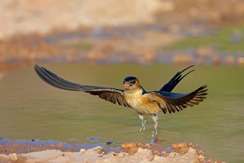 Red-rumped swallow (Hirundo daurica), Lesbos Island, Greece, Europsa, Europe