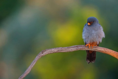 Red-footed Falcon, (Falco vespertinu), perching station, falcon family, Tower Hide, Tiszaalpár,