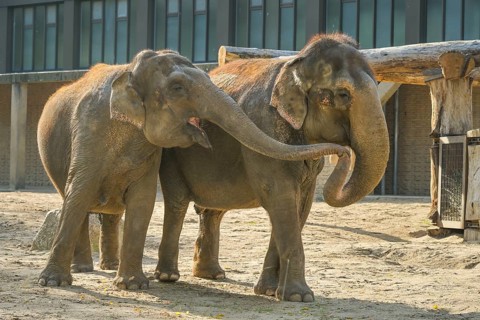 Asian elephants exchanging caresses, Elephas maximus, Zoological Garden, Tiergarten, Mitte, Berlin,