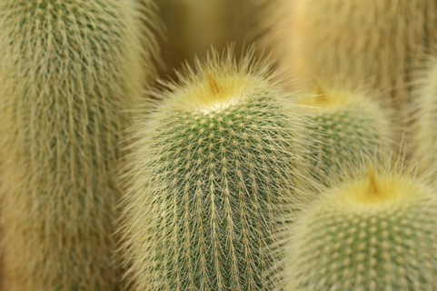 Cactus (Notocactus leninghausii, Parodia leninghausii), native to Brazil