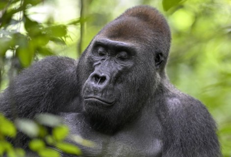Western lowland gorilla (Gorilla gorilla gorilla) with closed eyes, male, silverback, Baï-Hokou,