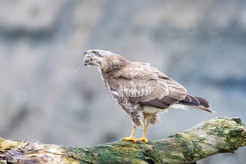 Common buzzard (Buteo buteo) Germany