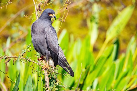 Snail Buzzard (Rostramus sociabilis) Pantanal Brazil