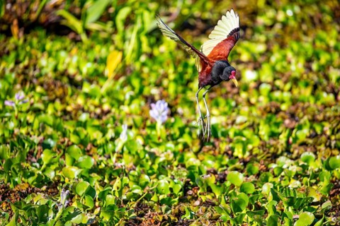 Red-fronted leaflet (Jacana jacana) Pantanal Brazil