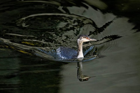 Slavonian grebe (Podiceps auritus), adult, in a white plumage, winter plumage, swimming in Lake